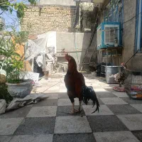 جوجه لاری