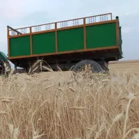 گندم بذری سم زده شده بذر جهاد سفید کشیده