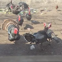 تعدادی بوقلمون نر و ماده کاملا ارگانیک