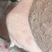 کفتر رنگه زردم