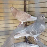 کبوتر|پرنده|شیراز, پودنک|دیوار