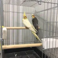 عروس هلندی  یه جفت