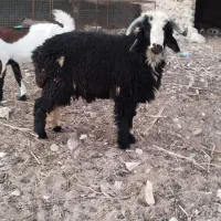 یک بره نر بزرگ و دوماده خمونی