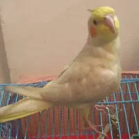 طوطی عروس هلندی