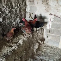 خروس|حیوانات مزرعه|کنگاور, |دیوار