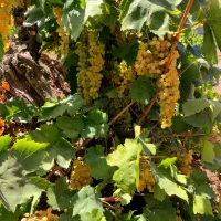 انگورکاملا ارگانیک و بدون آفت برای کشمش دوشاب ...