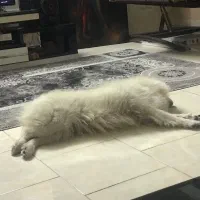 سامویید ماده فحل