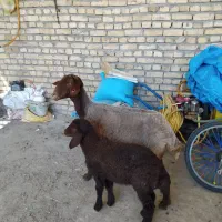 4عددمیش زایده شکم اول