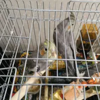 پرنده|پرنده|تهران, مشیریه|دیوار