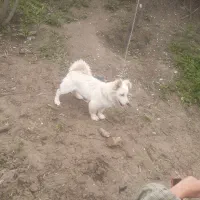 سگ پا کوتاه پامرین گرگی شیطون وبازیگوش