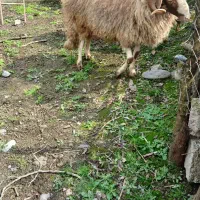 فروش گوسفند نر