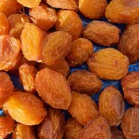 آلو بخارا آفتابی محلی|خوردنی و آشامیدنی|شیراز, شاهچراغ|دیوار