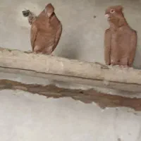 کفتر زرد فری کاکل