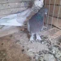 کفتر ایرانی جفتی 700