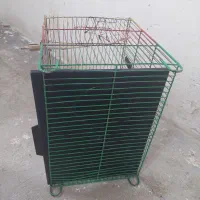 کبوتر جفتی واسه تخم میخام یک جفت|پرنده|بجنورد, |دیوار