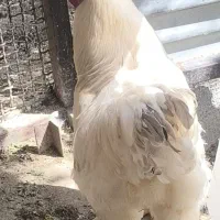 خروس برهما قول