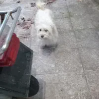 سگ پا کوتاه نژاد دار