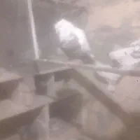 کبوتر|پرنده|نهاوند, |دیوار