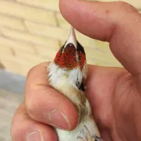 سهره سقا رسمی چهار گل کراواتی سینه طلایی|پرنده|کرمان, |دیوار