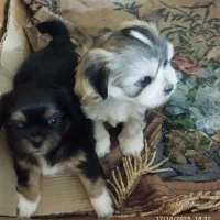 سگ آپارتمانی|سگ|بافت, |دیوار