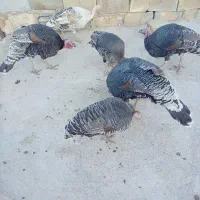 بوقلمون نر و ماده