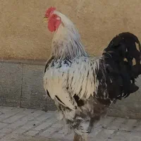 خروس برهما
