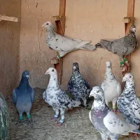 دهتا کفترسورور دست اولی شو