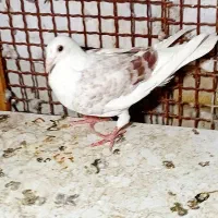 کوی علوی خیابان آزادی بین سروش وفرهانی..