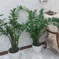 گل زاموفیلیا