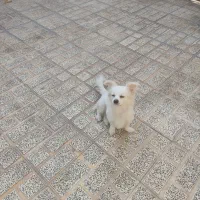 سگ پامرروباهی سفید  فروش به علت مهاجرت