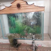 آگواریم کلبه ایی