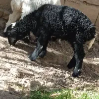 گوسفند میش|حیوانات مزرعه|سیب و سوران, |دیوار