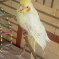 جوجه عروس هلندی|پرنده|تهران, والفجر (افسریه)|دیوار