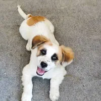 سگ نژاد اشپیتز