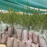 نهالستان انواع رقم های بادام دیرگل و گلدانی وپربار