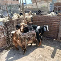 بزغاله شیرمست