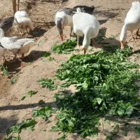 قوغاز|حیوانات مزرعه|پیشوا, |دیوار