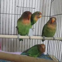 طوطی کونوله برزیلی