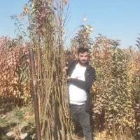 نهالستان مهندس نعمتی (مشهد)