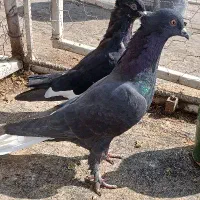 کفتر دمسفید