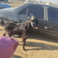 نر بز|حیوانات مزرعه|فاضل آباد, |دیوار