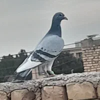 کبوتر|حیوانات|اصفهان, سمسور|دیوار