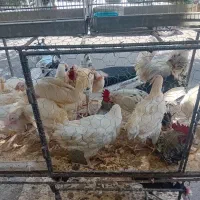 مرغ وخروس ۳۰۰|حیوانات مزرعه|کرج, احدآباد|دیوار