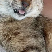 گمشده در محدوده اسدآبادی