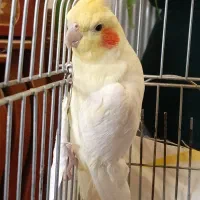 عروس هلندی سخنگو نر