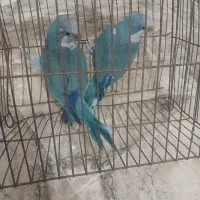 راهب نر پا باز