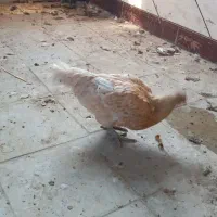 مرغ محلی وگلین به شرط تخم و جوجه|حیوانات مزرعه|کهنوج, |دیوار