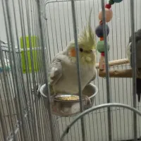 عروس هلندی|پرنده|شهریار, رزکان|دیوار