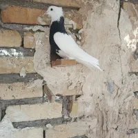 کبوتر|پرنده|اسفرورین, |دیوار