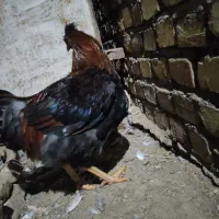 خروس چاق|حیوانات مزرعه|جوین, |دیوار